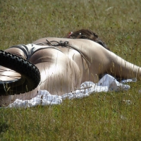 Bikini girl laying out in the park DSC00543 (2500x1875) (2000x1500).jpg