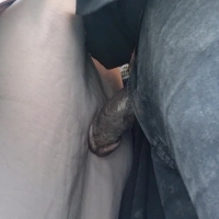 Dick rubbing