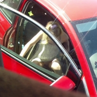 Car upskirt
